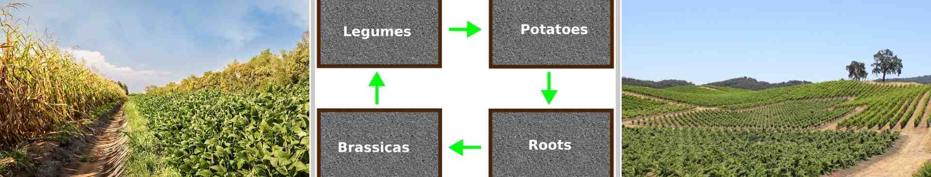 A Beginner's Guide to Crop Rotation: How It Works and Why You Should Use It