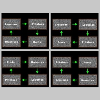 A Beginner's Guide to Crop Rotation: How It Works and Why You Should Use It