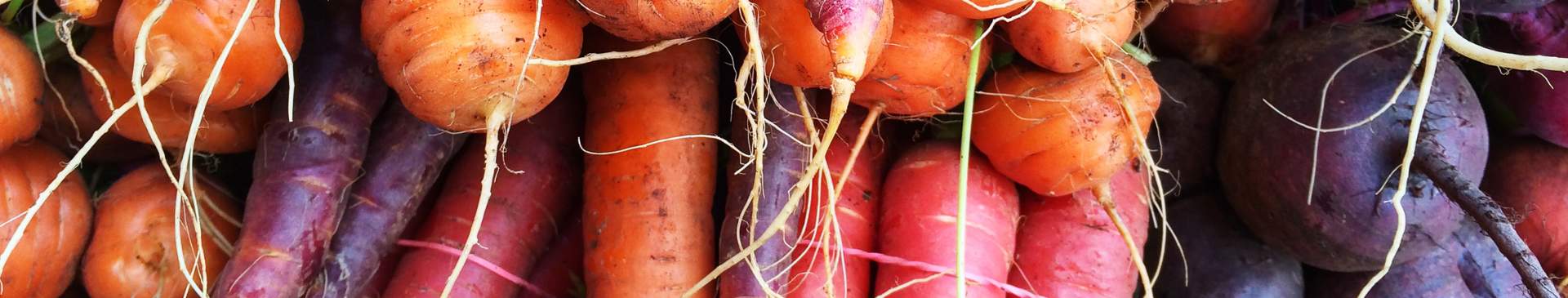 Troubleshooting: Radish, Beetroot and Other Veggies Not Forming Roots