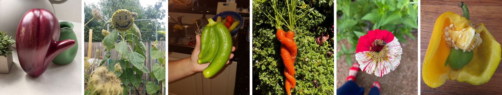 Competition: Show Us Your Most Unique Harvest - Winter 2026