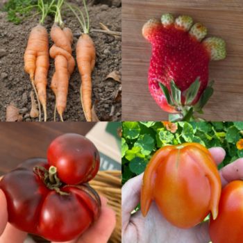 Competition: Show Us Your Most Unique Harvest - Winter 2026
