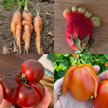Show Us Your Most Unique Harvest - Winter 2026