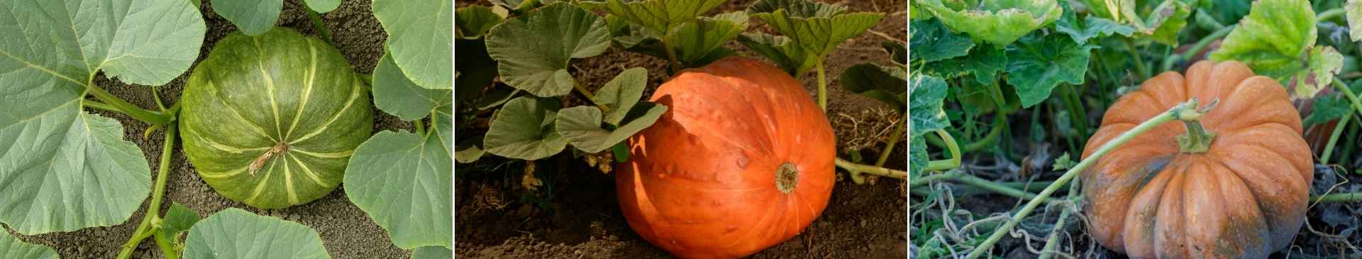 How to Grow Giant Pumpkins: A Short Guide for Enormous Results