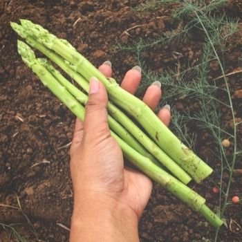 How to Grow Asparagus from Seed