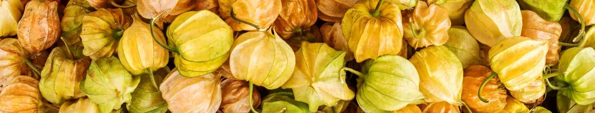 Fabulous Physalis: Tomatillo, Cape Gooseberry and Cossack Pineapple