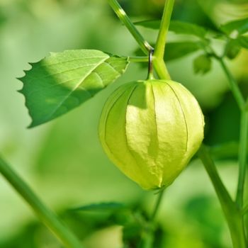 Fabulous Physalis: Tomatillo, Cape Gooseberry and Cossack Pineapple