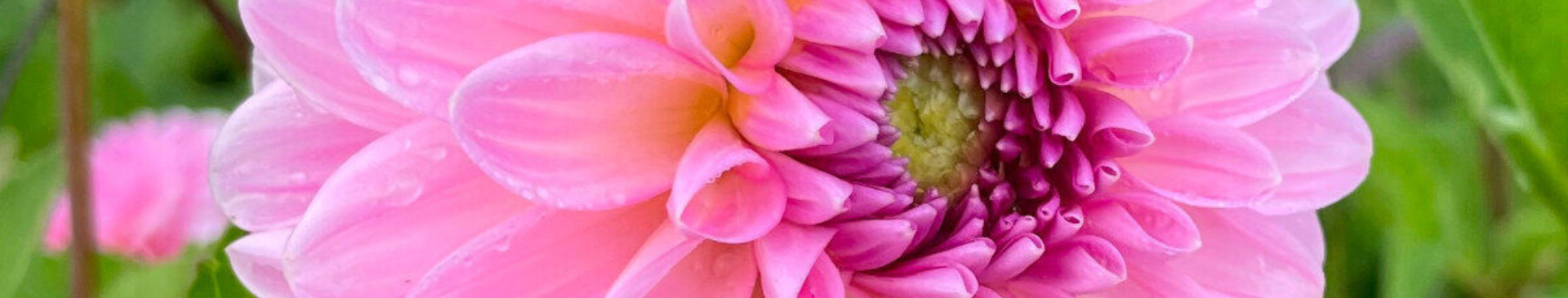 The Lifecycle Of A Dahlia Tuber