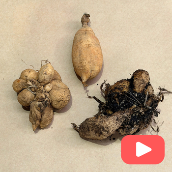 The Lifecycle Of A Dahlia Tuber