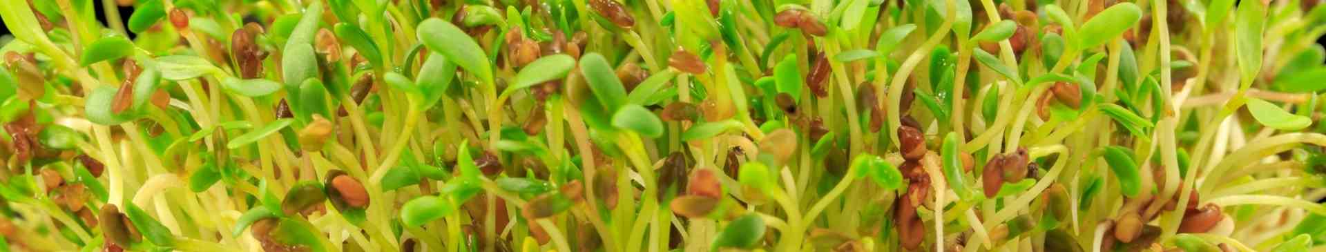 Grow Your Own Alfalfa Seeds