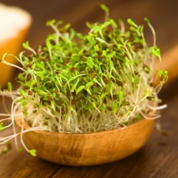 Grow Your Own Alfalfa Seeds