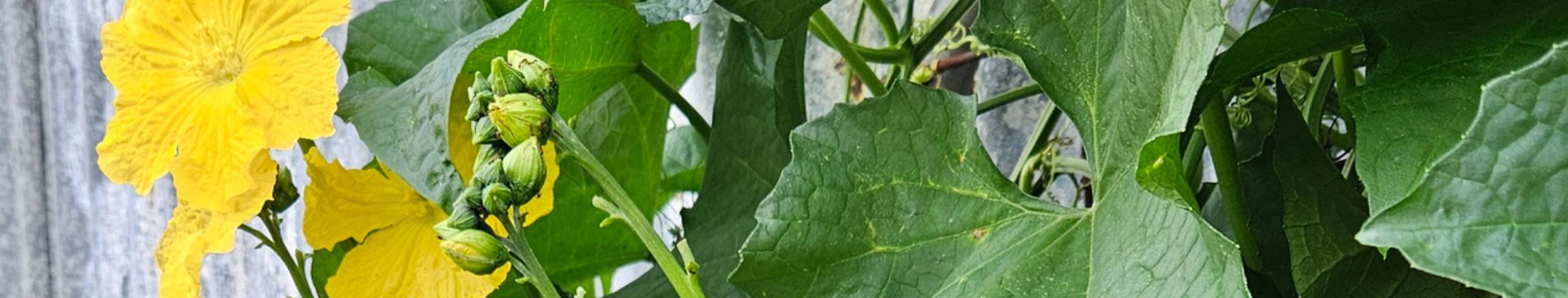 How to Make A Luffa Sponge