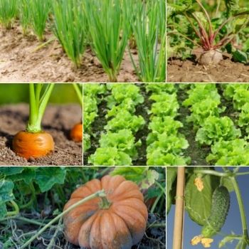 What to sow in mid Spring- October 2016
