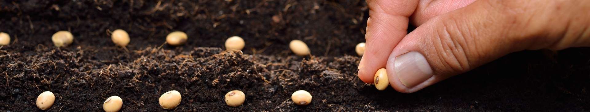 How Scarification Brings Stubborn, Slow-Germinating Seeds to Life