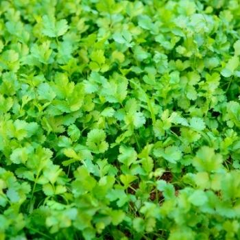 How to Grow Coriander Successfully from Seed