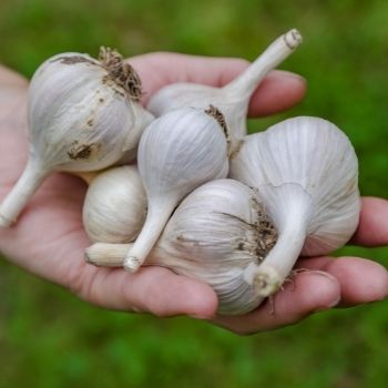An Introduction to the Different Types of Garlic