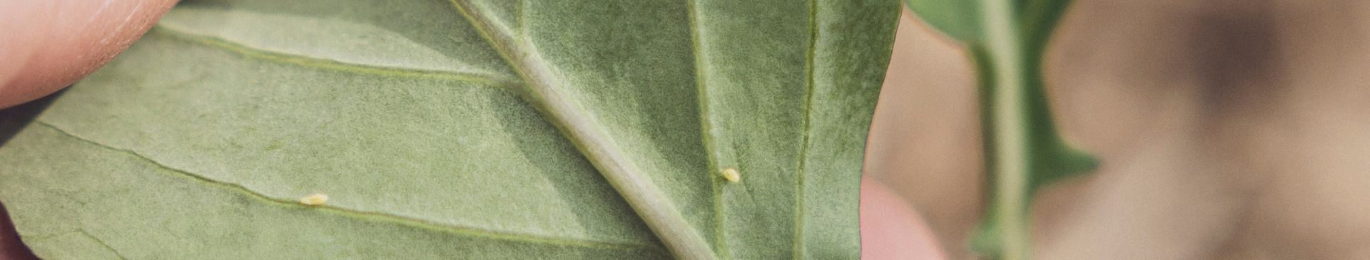 What Are Trap Crops - And Are They Actually Worth It?