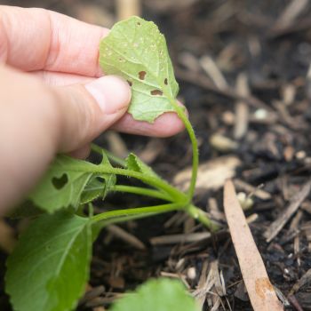 What Are Trap Crops - And Are They Actually Worth It?