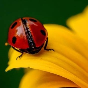 Garden Tips- September 2020