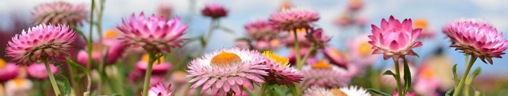 How to Grow Everlasting Daisies from Seed