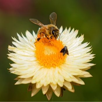 How to Grow Everlasting Daisies from Seed