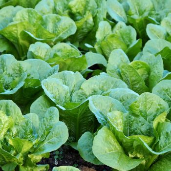Lettuce for Every Season: 9 Tips for Growing Year Round