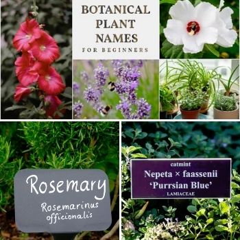 A Beginner's Guide to Botanical Names: Why They're Important and How They're Used
