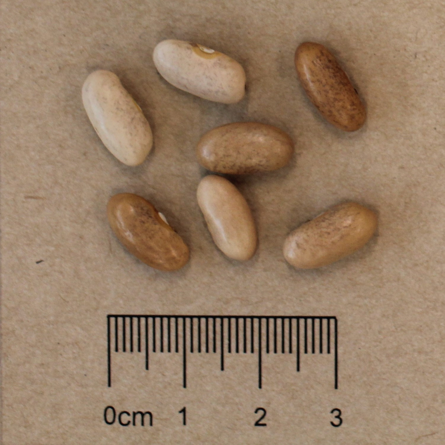 Bean (Phaseolus vulgaris)