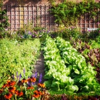Tips for a Successful Garden