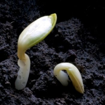 How Cold Stratification Gives Seed Germination a Helping Hand