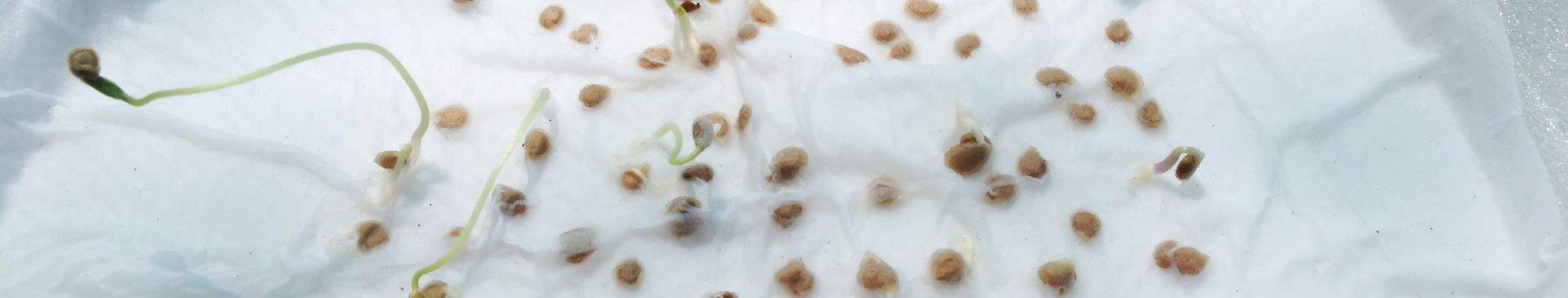 Starting Seeds in Paper Towel