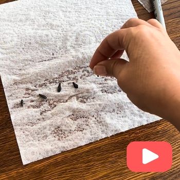 Starting Seeds in Paper Towel