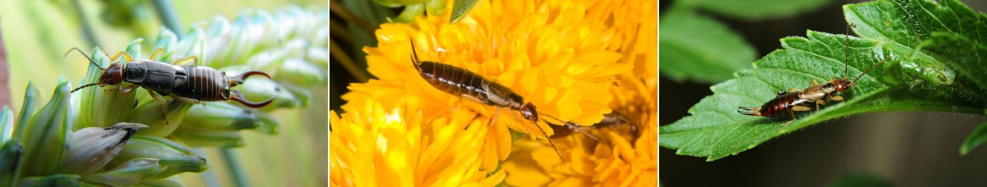 Earwig, Friend or Foe? - Why the Earwig's Reputation as a Pest is Exaggerated