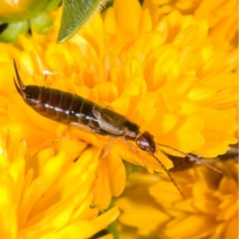 Earwig, Friend or Foe? - Why the Earwig's Reputation as a Pest is Exaggerated