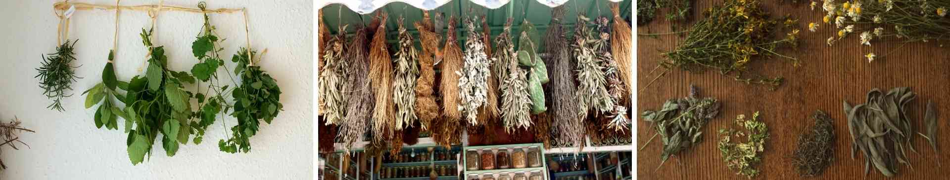 Harvesting and Drying Herbs for Winter