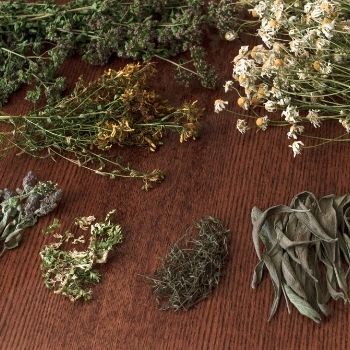 Harvesting and Drying Herbs for Winter