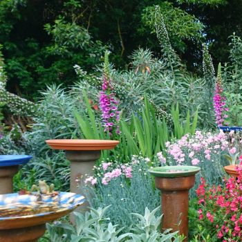 Let's Talk Bird Baths 