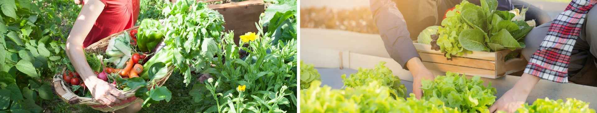 Why You Should Pick Many Types of Flowers and Vegetables Regularly
