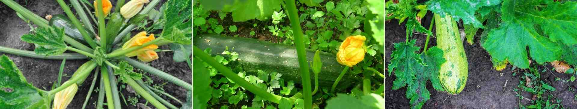How to Grow Zucchini: Simple, Productive, and Versatile