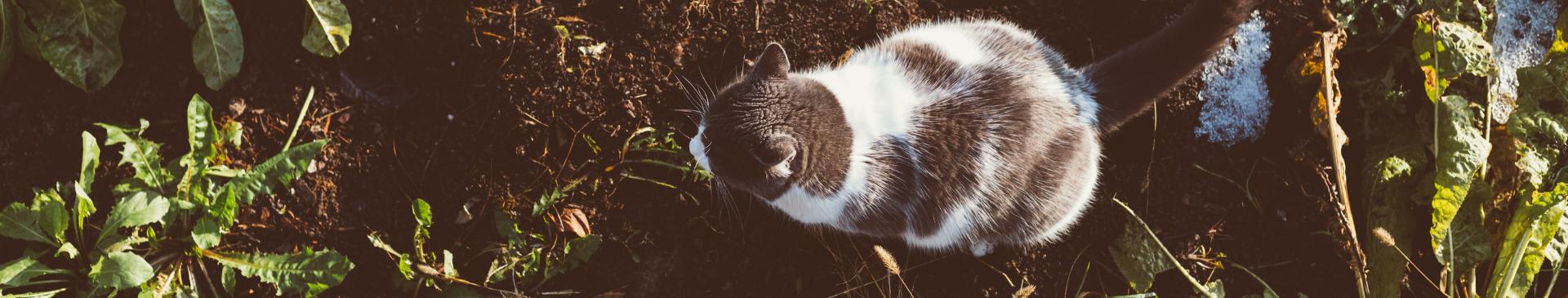 How To Stop Cats From Using Your Garden Beds As A Toilet