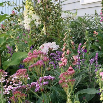 How To Create A Cottage Garden From Scratch