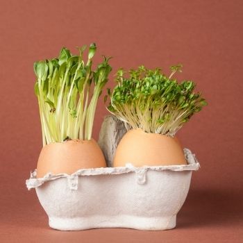 Starting Off Seeds in Eggshells: It's Fun, Easy, and Eco-Friendly
