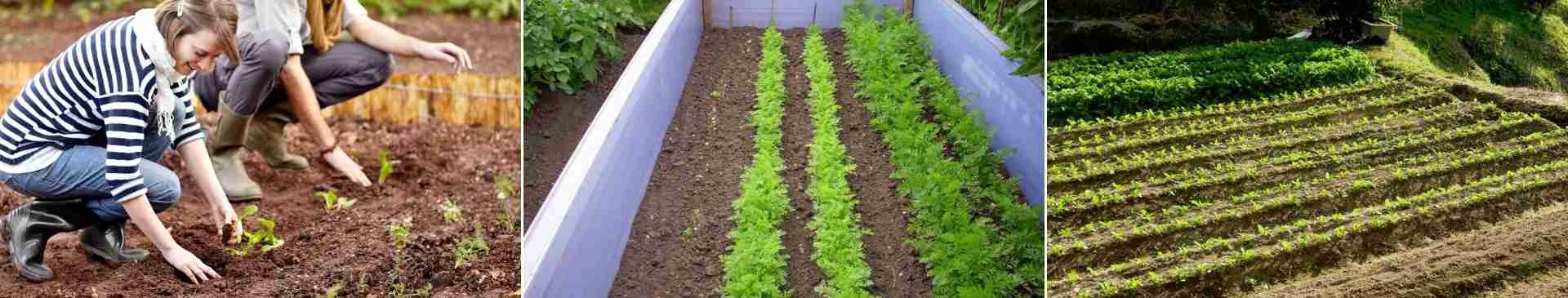 Using Succession Planting to Improve Your Veggie Gardening Results
