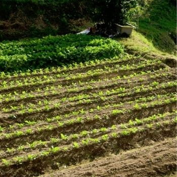 Using Succession Planting to Improve Your Veggie Gardening Results