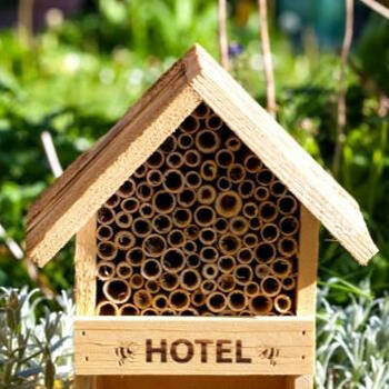 Attract Beneficial Insects to Your Garden with a Bee Hotel