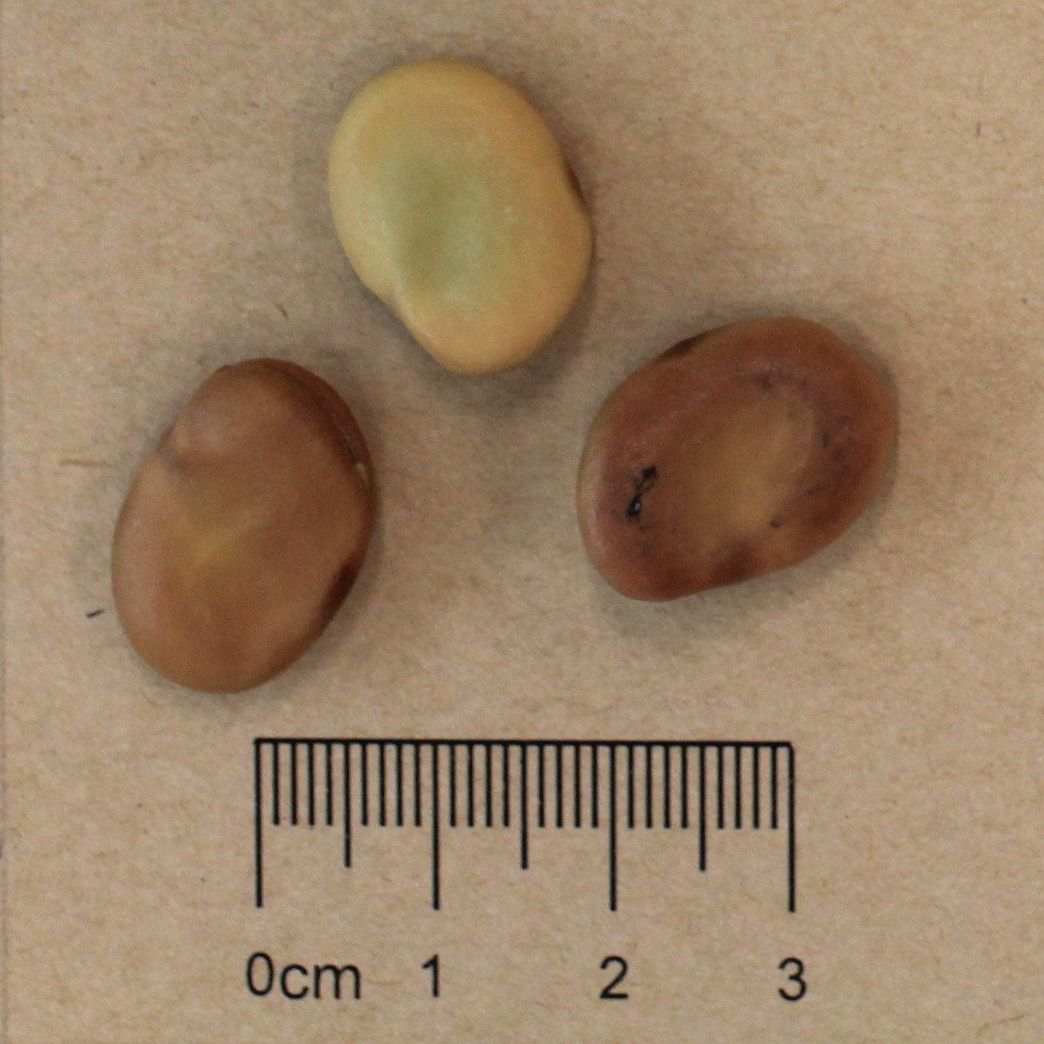Broad Bean (Vicia faba)