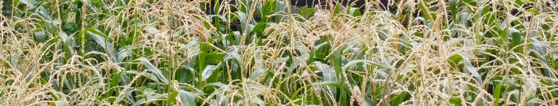 How to Grow Perfect Corn- Block Planting, Pollination & More