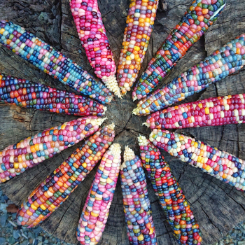 How to Grow Perfect Corn- Block Planting, Pollination & More
