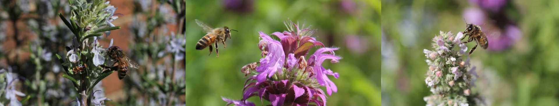 How to Make Your Garden a Haven for Bees