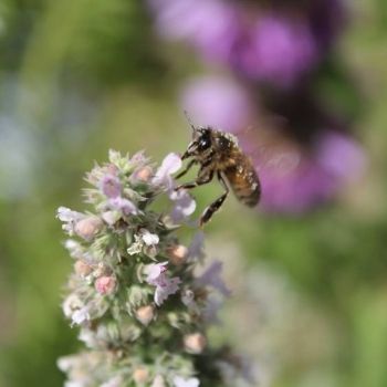 How to Make Your Garden a Haven for Bees