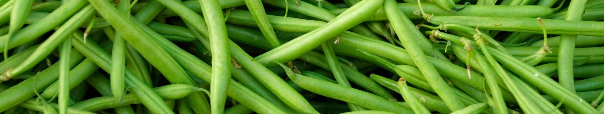 Green Beans: A Vegetable Patch Staple